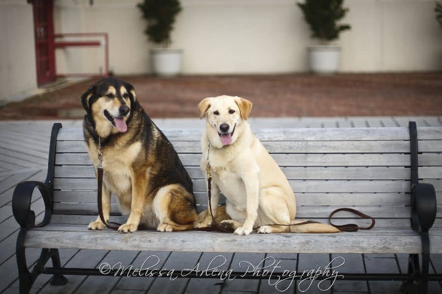 Old Town Dogs Wedding & Portrait Photographer in Fredericksburg, VA | Melissa Arlena Photography image 1
