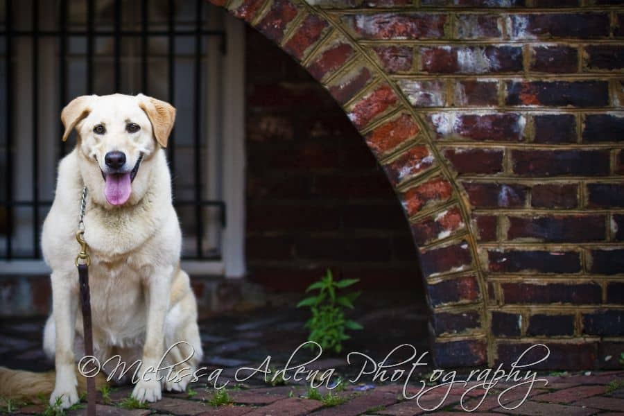 Old Town Dogs Wedding & Portrait Photographer in Fredericksburg, VA | Melissa Arlena Photography image 3