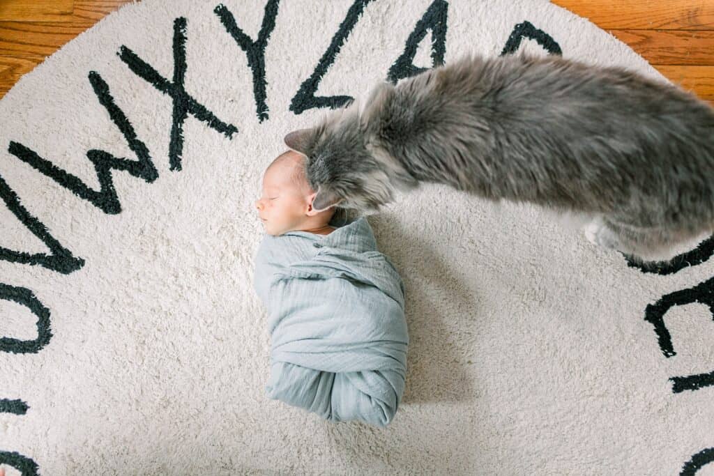 gray long haired cat sniffing baby