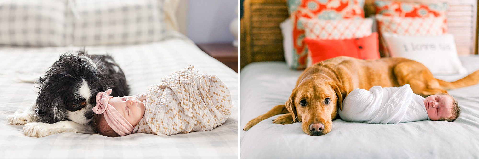 older calm dogs lay on beds with their newest humans