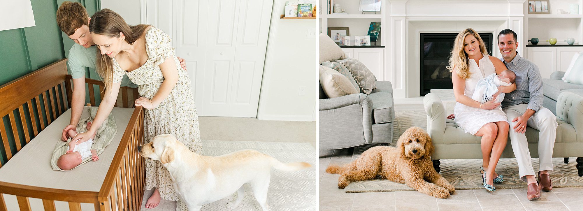 family dogs sit by in their lifestyle newborn sessions