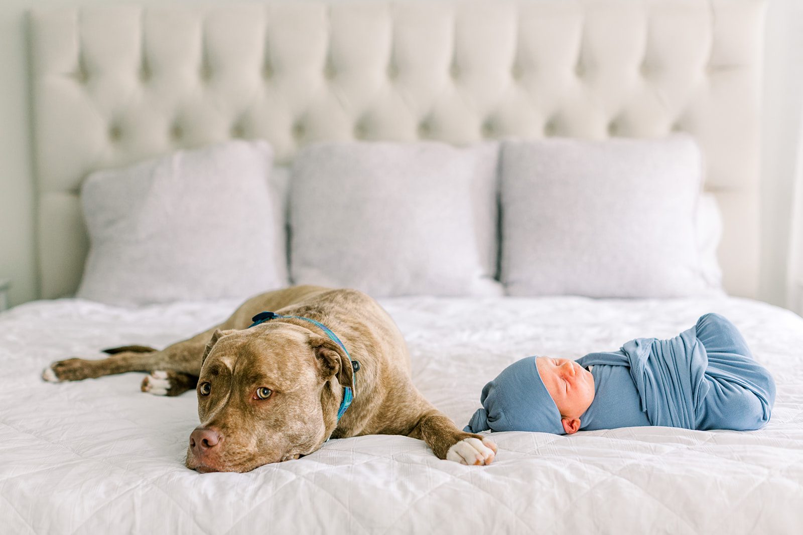 newborn photos with dogs session by Melissa Arlena Photography, an older dog lays on a bed next to a newborn during a lifestyle session