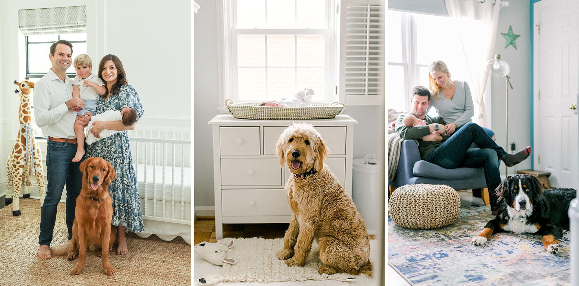 three photos showing newborn photos with dogs and their families